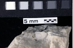 Foto (Detailansicht) von Cracensigillatus acutirostrus (Moericke, 1889) (NHMW-GEO-1990-0041-0203)